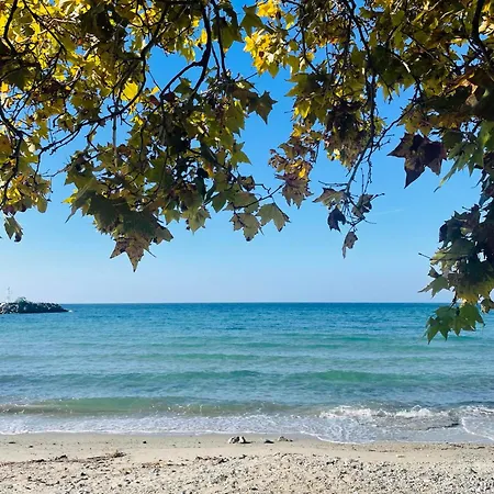 Dariva